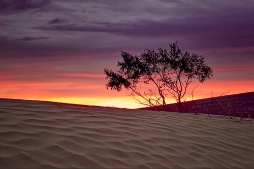 Mesquite Dunes in Death Valley